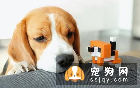 新任铲屎官必看：幼犬饲养指南