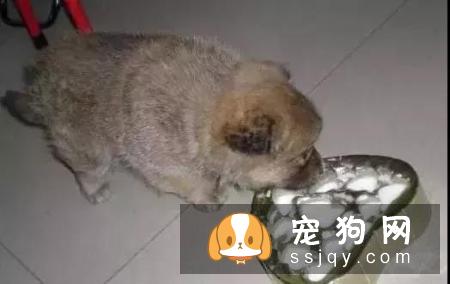 狗狗能吃骨头吗?新手家长必知的4个误区!你都知道吗?