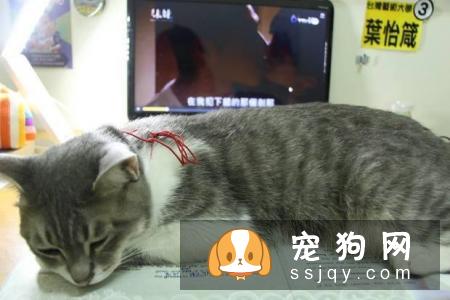 为什么喵星人总爱捣乱？其实那是它在乎你的表现