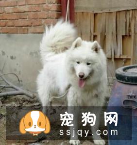 萨摩耶犬初春换毛要注意这些正常的掉毛、换毛外!