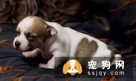 这几种狗狗传染疾病一定要警惕！