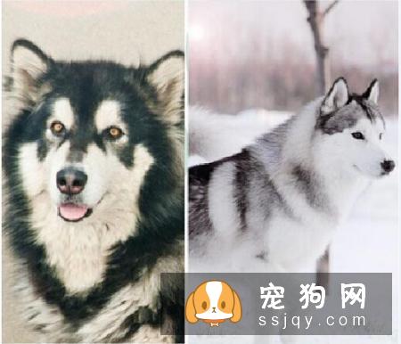 怎么区分哈士奇和阿拉斯加犬？