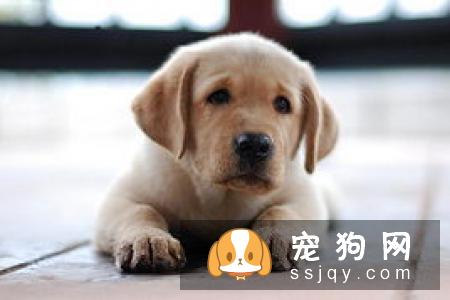 所谓的鼻子干到底是怎么一个情况吧!狗狗感冒鼻头干到底是什么情况?