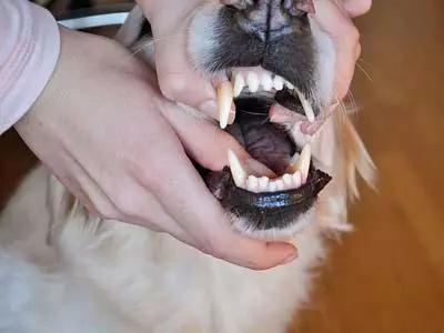 狗狗不吃药怎么办，怎么才能让狗狗乖乖吃药？