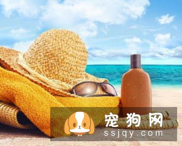 狗狗在夏季应该怎么做好防晒