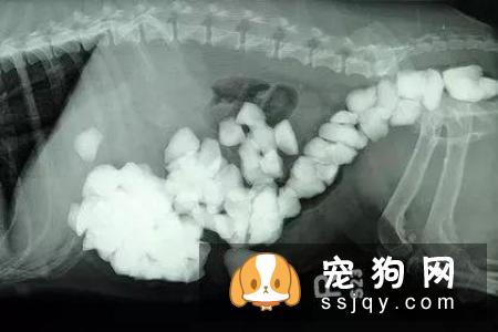 狗狗口吐白沫是什么原因？