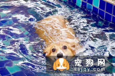 天气炎热 | 狗狗天生会游泳？