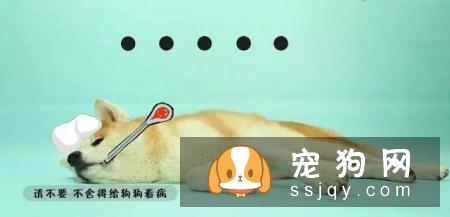 最伤的7种养狗方式，你做过几种？