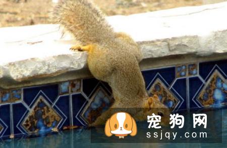 天气炎热，应该如何正确帮助宠物驱热避暑