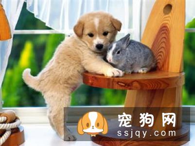 说狗的智商很高,是人类的忠诚朋友,那为什么它会咬人?