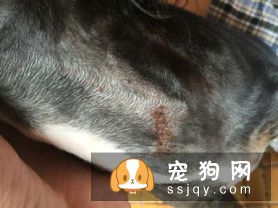 狗狗夏季皮肤病解析【早期症状】