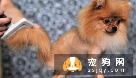 狗狗为什么害怕去宠物店?可能是这几种原因!宠仔圈社交电商平台!
