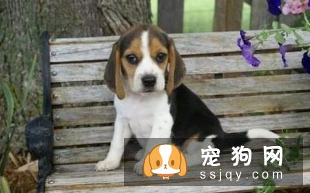 比格犬怎么训练，比格犬的加强训练方法！