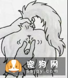 如何在家给狗狗清理肛门腺?