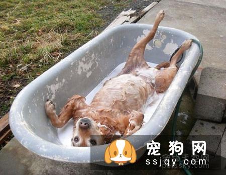 在冬天养狗，有哪些事情不能对狗狗做？