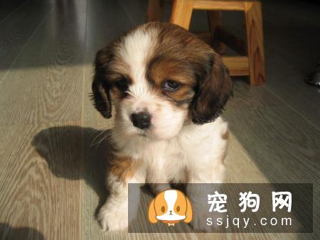狗得了细小怎么治 狗狗细小病毒怎么检测和预防？
