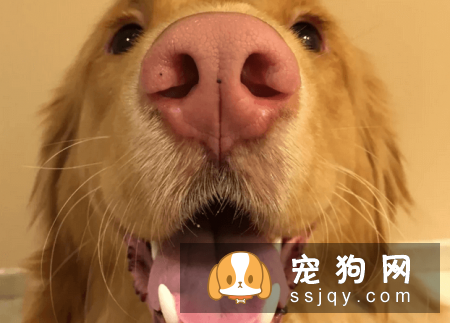 养狗的十个谣言，你听过几个？