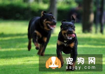想买纯种犬太难,总是被狗贩子坑?CKU为狗狗打造了五大神器