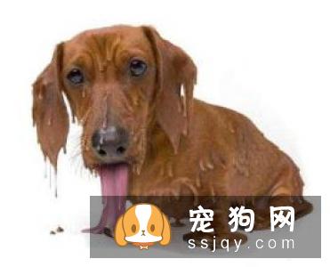天气炎热，应该如何正确帮助宠物驱热避暑