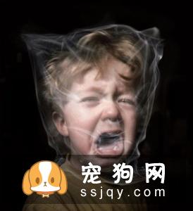 狗狗晕车怎么办，预防狗狗晕车小妙招！