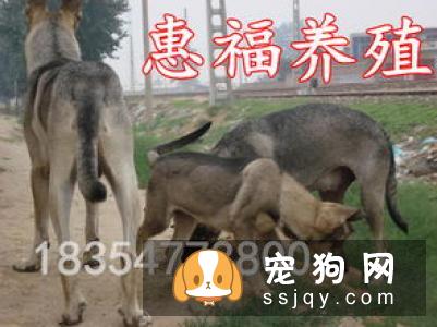 三个月的小狗应该怎么训练