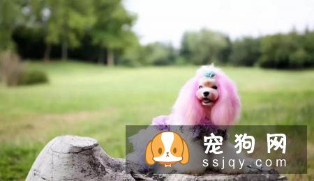 秋冬季节宠物换毛期，宠物店应该注意什么？