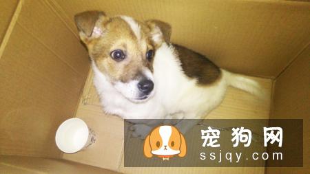 为什么狗狗换了新主人后,会比之前懂事百倍?答案让人心酸。