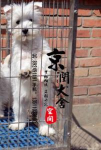 三个月的小狗应该怎么训练