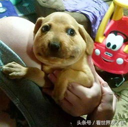你怎么看待那些吃掉邻居宠物的人？