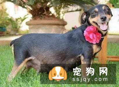 怀孕期间还能养狗狗吗？