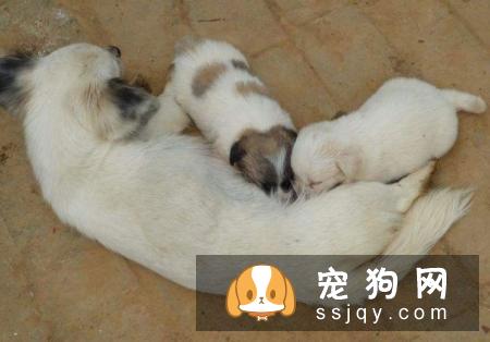 幼犬在什么时候断奶比较好？
