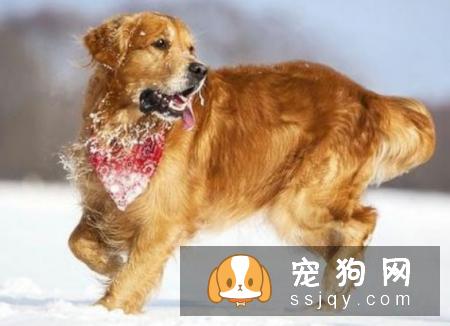 关于狗狗过冬需要注意的一些事项