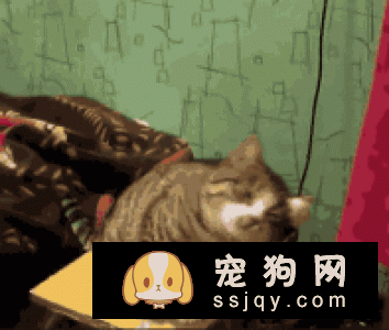 猫咪狗狗喜欢的“摸头杀”，还有一层别的意义！