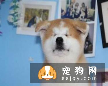 秋田犬的性格是什么样的
