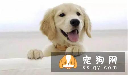 狗狗边尿尿出浅粉色的尿液,排尿却尿不出来,怎么回事?