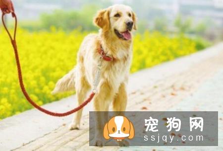 出门遛狗的时候，为什么要给它带牵引绳？