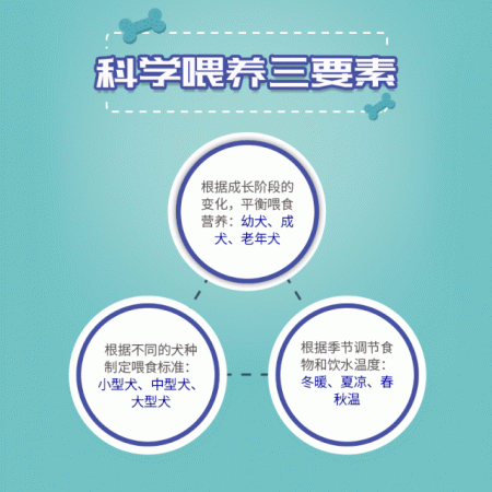 狗狗每天吃几顿才科学呢？