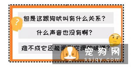 好吓人！我的狗为什么总是冲着空地叫！？