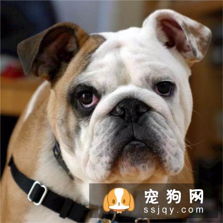 狗狗眼睛有红血丝是什么原因，应该怎么做?