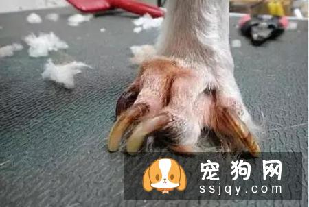 狗狗需要定期修剪指甲吗？来看看狗狗剪指甲的必要性！