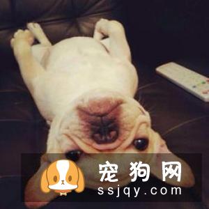 狗狗露肚皮，只是因为信任你吗？