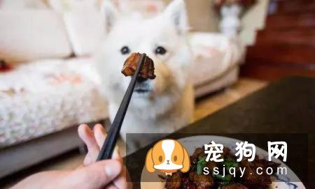 怎样养宠物才能让它们活得更久？