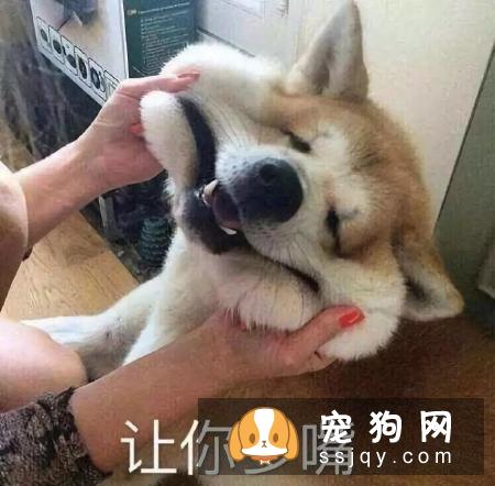 狗是由狼驯化来的,狗对主人好是因为它们本身具有奴性
