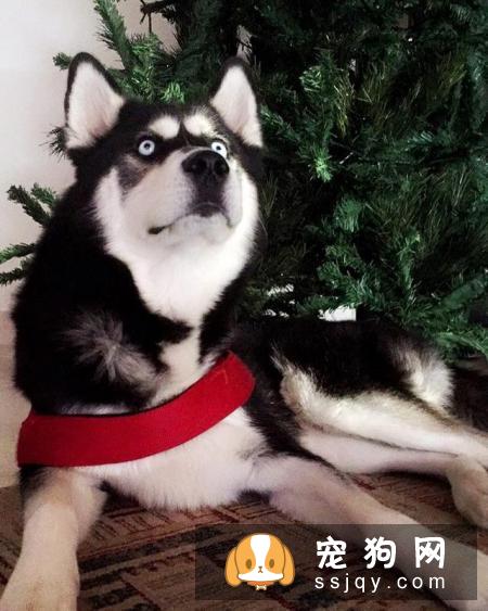 狗狗打什么疫苗？狗狗接种疫苗的年龄和流程