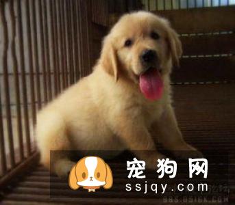 怎样养宠物才能让它们活得更久？