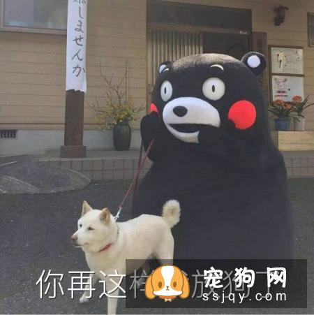 狗是由狼驯化来的,狗对主人好是因为它们本身具有奴性
