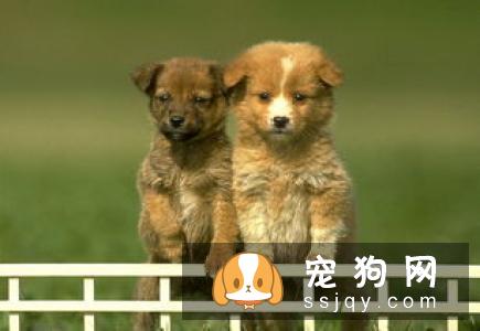 狗狗趴下的行为应该如何训练