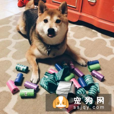 养狗狗需要做哪些准备？准备养狗要懂得那些事