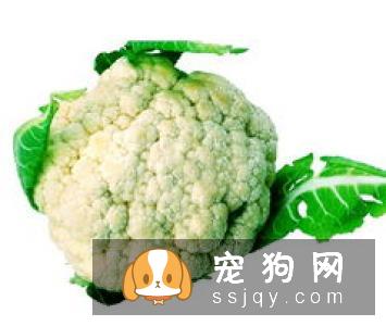最伤的7种养狗方式，你做过几种？