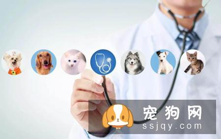 这些养宠误区，快来看看你中过几条?